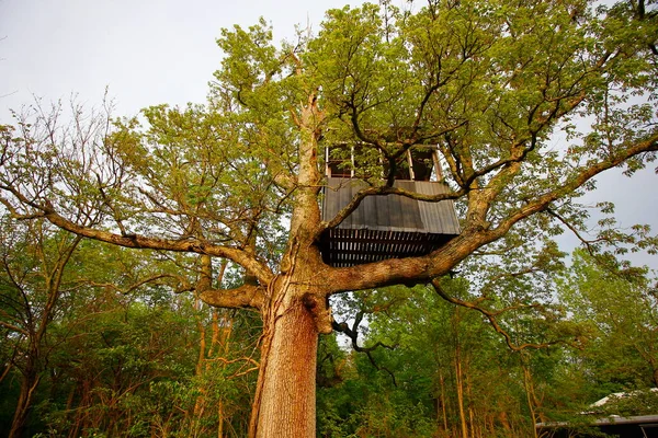 Boomhut Hoog Een Grote Boom — Stockfoto