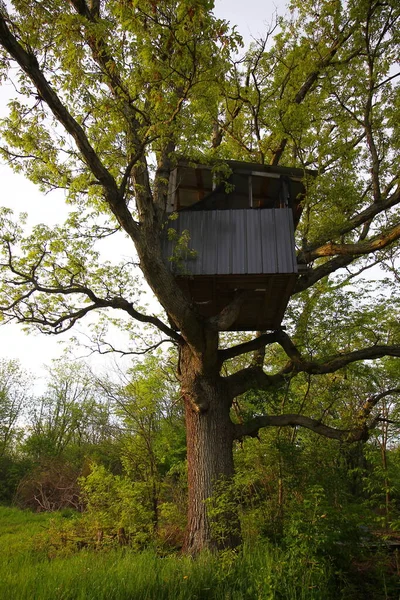 Treehouse Haut Dans Grand Arbre — Photo