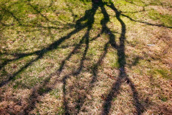 地面に背の高い木の影 — ストック写真