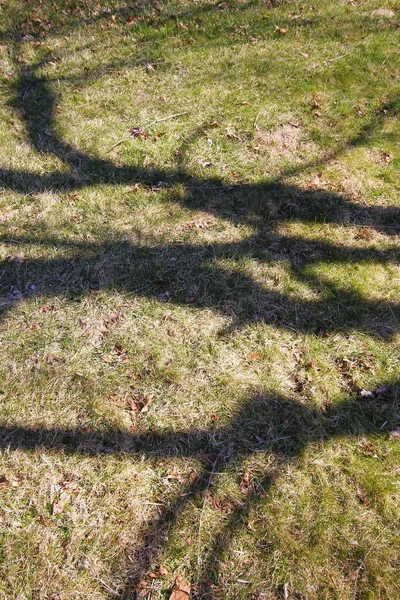 Sombras Árbol Alto Suelo — Foto de Stock