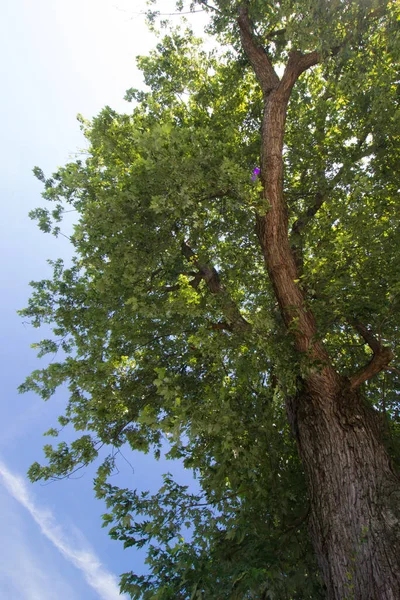 Looking Very Tall Tree — Stock Photo, Image