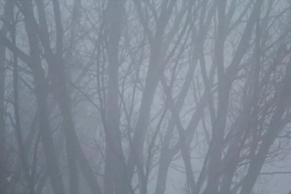 Деревья Покрытые Утренним Туманом — стоковое фото