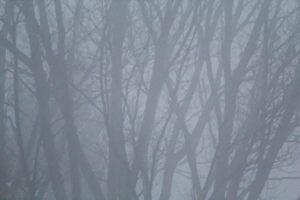 Alberi Coperti Nebbia Mattutina — Foto Stock