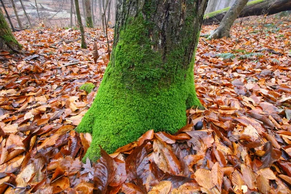 Moosbewachsener Baum Mit Umgefallenen Blättern — Stockfoto