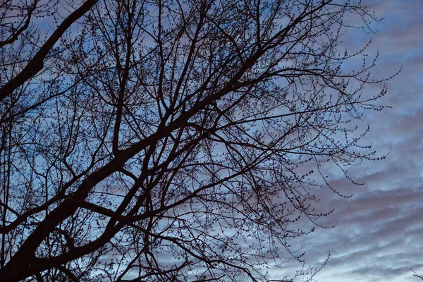 Árbol Nubes Por Noche — Foto de Stock