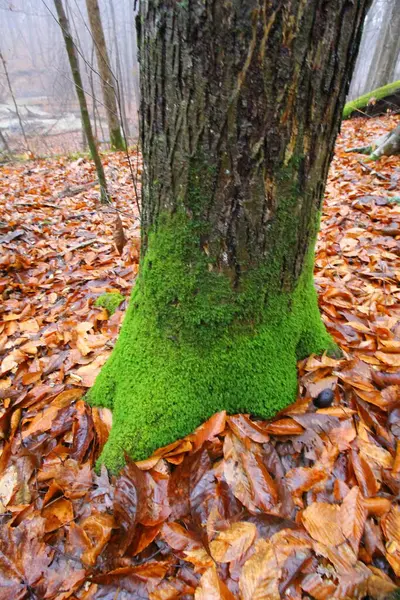 Moosbewachsener Baum Mit Umgefallenen Blättern — Stockfoto