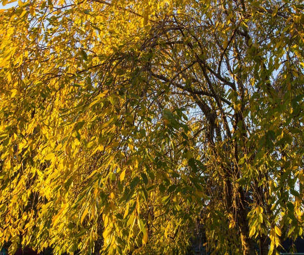 Llorando Cerezo Amanecer — Foto de Stock