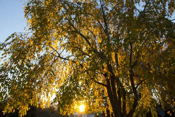 Plačící Třešňový Strom Při Východu Slunce — Stock fotografie