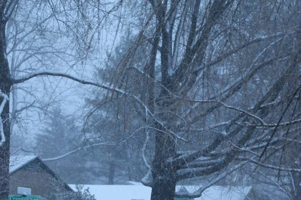 Arbres Couverts Neige Hiver — Photo