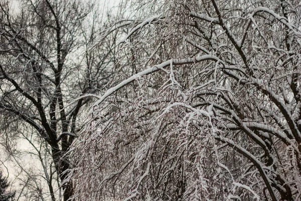 Arbres Couverts Neige Hiver — Photo