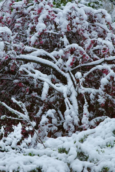 Arbres Couverts Neige Hiver — Photo