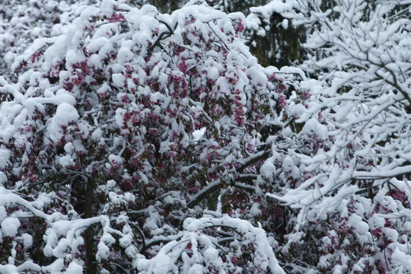 나무는 겨울에 눈으로 — 스톡 사진