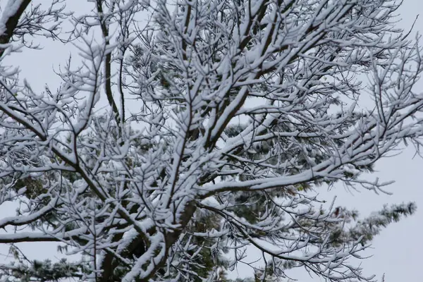 나무는 겨울에 눈으로 — 스톡 사진