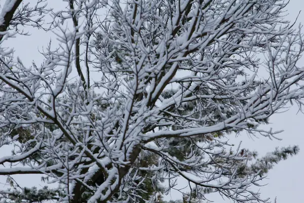 Arbres Couverts Neige Hiver — Photo