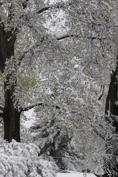 Δέντρα Καλυμμένα Χιόνι Χειμώνα — Φωτογραφία Αρχείου