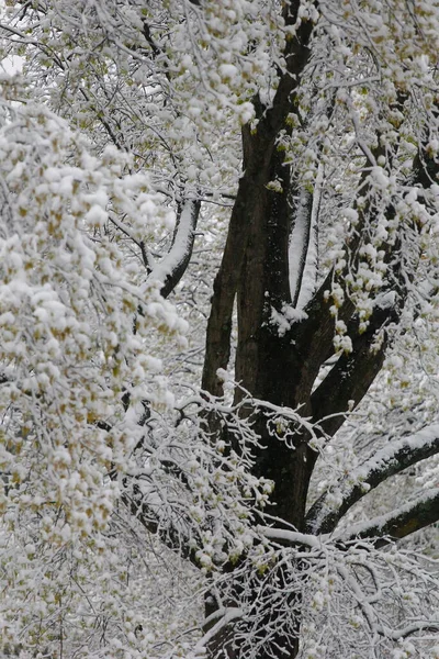 Arbres Couverts Neige Hiver — Photo