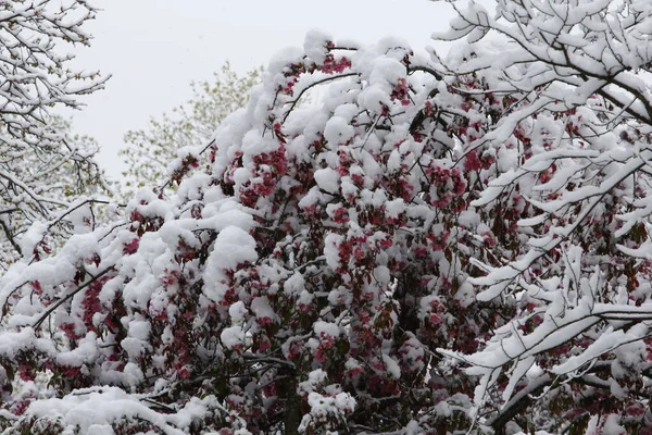 Fák Télen Hóval Fedett — Stock Fotó