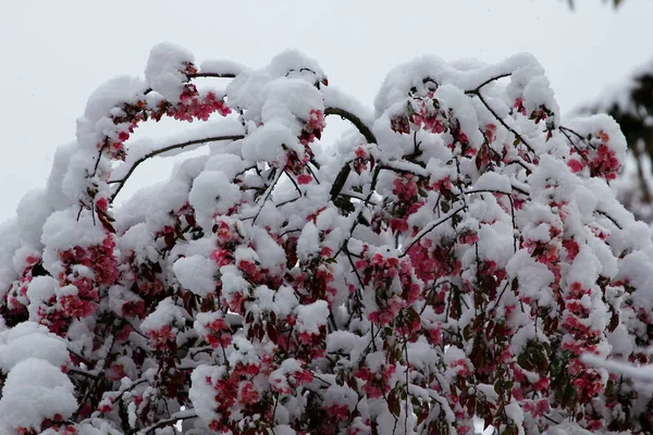 Drzewa Pokryte Śniegiem Zimą — Zdjęcie stockowe