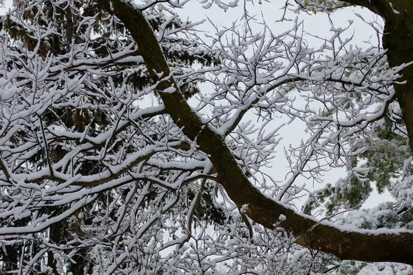 Arbres Couverts Neige Hiver — Photo