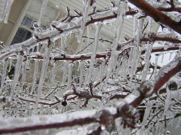 Alberi Coperti Neve Inverno — Foto Stock