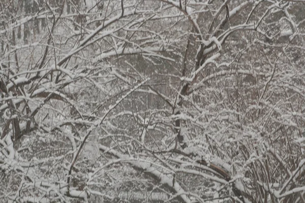 Bomen Bedekt Met Sneeuw Winter — Stockfoto