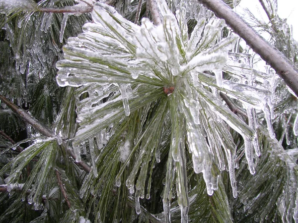 Alberi Coperti Neve Inverno — Foto Stock