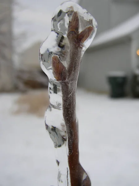 Alberi Coperti Neve Inverno — Foto Stock