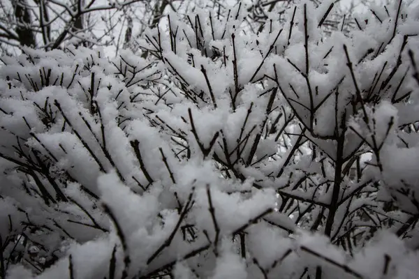 Arbres Couverts Neige Hiver — Photo