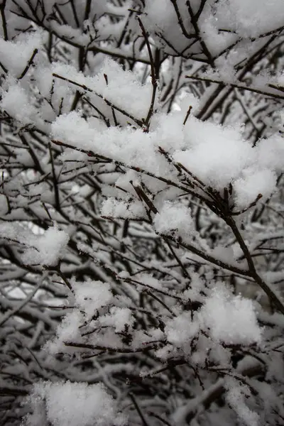Drzewa Pokryte Śniegiem Zimą — Zdjęcie stockowe