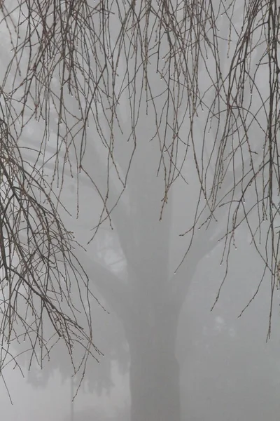 Bäume Winter Mit Schnee Bedeckt — Stockfoto