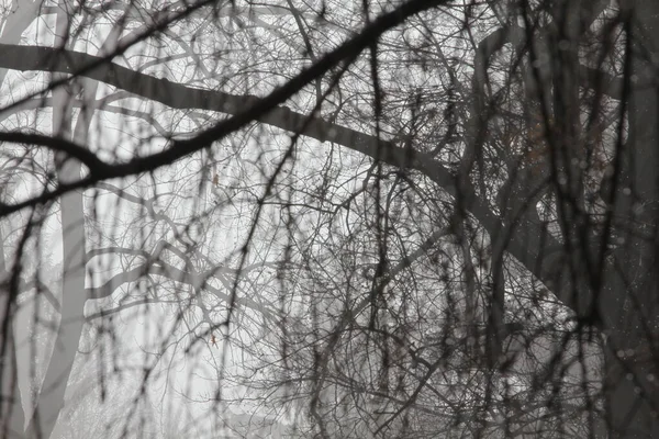 树木在冬天白雪覆盖 — 图库照片