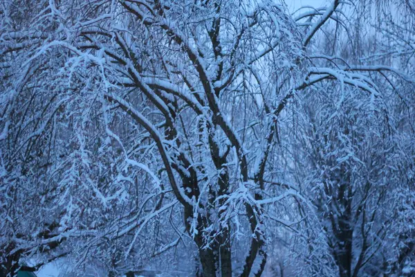 Träd Täckta Med Snö Vintern — Stockfoto