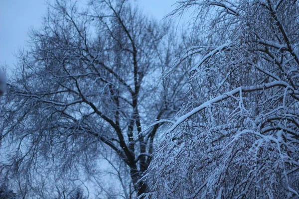 Árvores Cobertas Neve Inverno — Fotografia de Stock