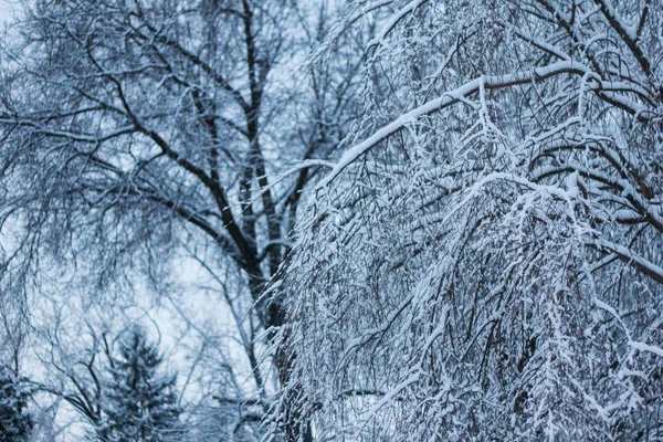 Arbres Couverts Neige Hiver — Photo