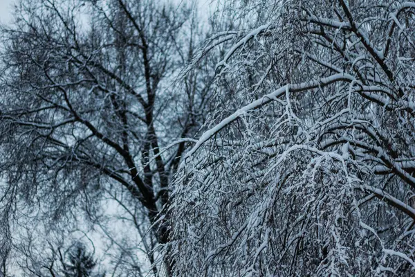 Дерева Покриті Снігом Взимку — стокове фото