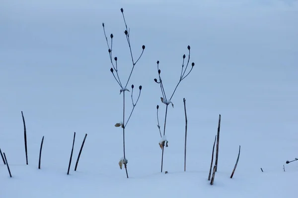 Varias Escenas Invierno Aire Libre Ohio — Foto de Stock