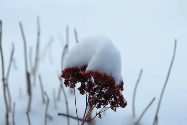 Varias Escenas Invierno Aire Libre Ohio — Foto de Stock