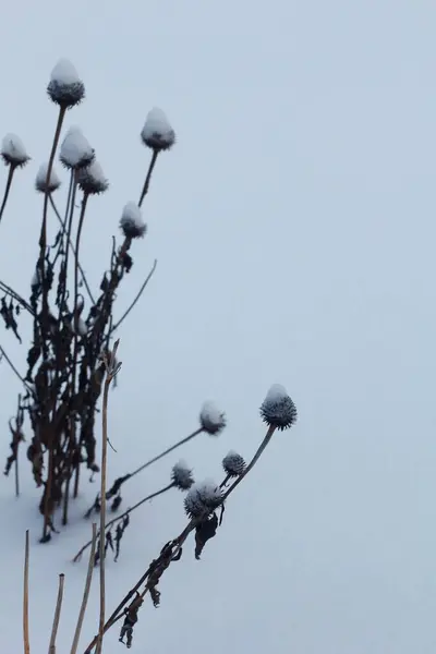 Varias Escenas Invierno Aire Libre Ohio — Foto de Stock