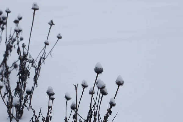Diverse Winter Scenes Buiten Ohio — Stockfoto