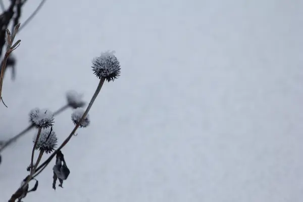 Varias Escenas Invierno Aire Libre Ohio — Foto de Stock