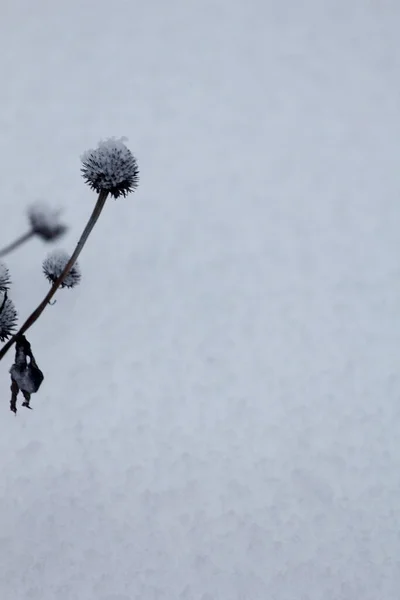 Зимние Пейзажи Открытым Небом — стоковое фото