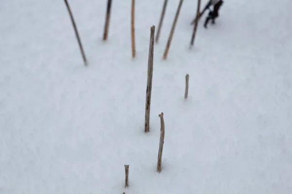 Varie Scene Invernali All Aperto Ohio — Foto Stock