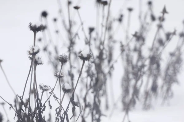 Varias Escenas Invierno Aire Libre Ohio — Foto de Stock