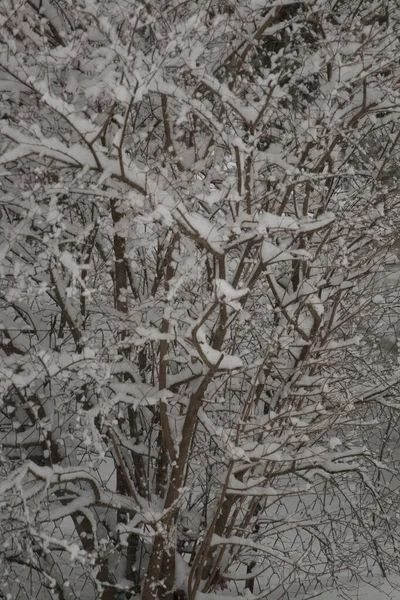 様々な冬の風景 オハイオ州 — ストック写真
