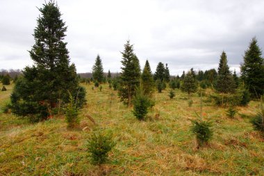 Çeşitli Yükseklikteki Ağaçlı Noel Ağacı Çiftliği