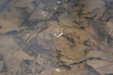 Beach City Vahşi Yaşam Alanı, Dundee, Ohio