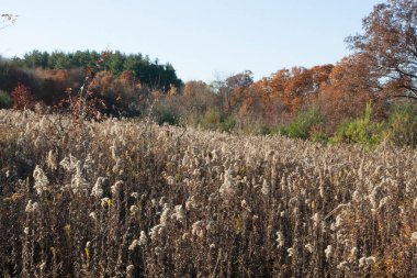 Honey Run Highlands Parkı, Milwood, Ohio