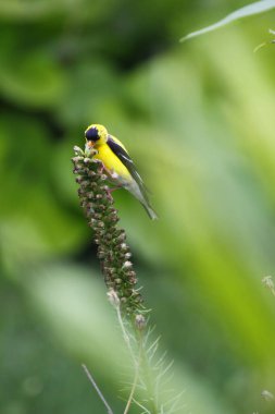 Saka kuşu (Spinus tristis) bir bahçede besleniyor