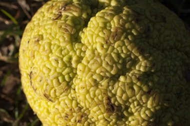 Osage Orange 'ın Üst Görünümü