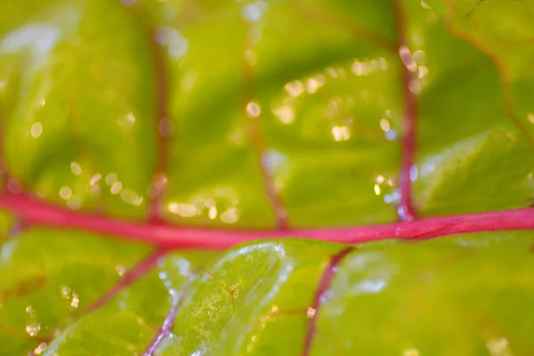 Bliska Widok Swiss Chard — Zdjęcie stockowe